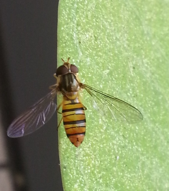 看見長得像蜜蜂的蒼蠅 – 食蚜蠅