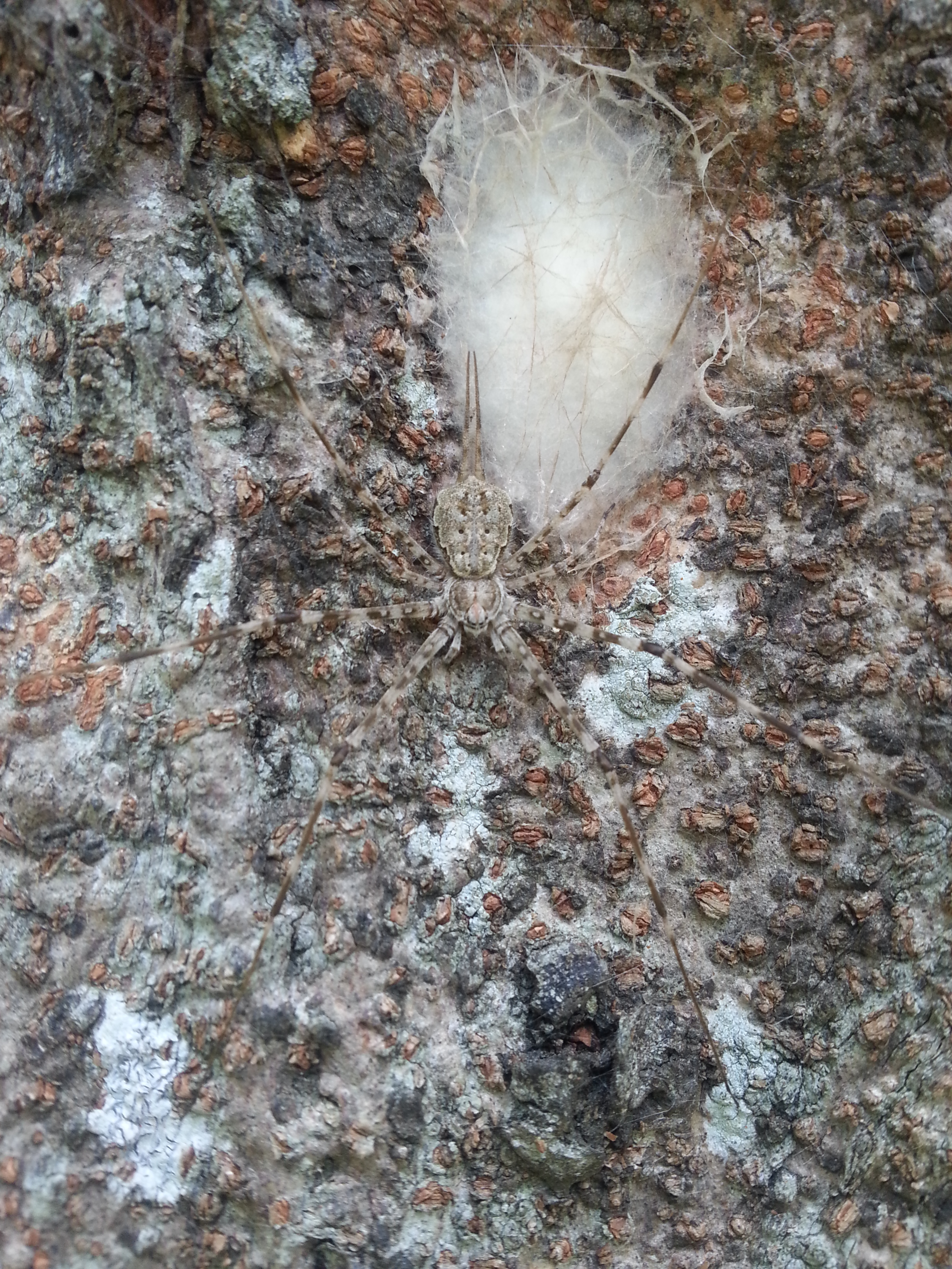看見亞洲長疣蛛產卵