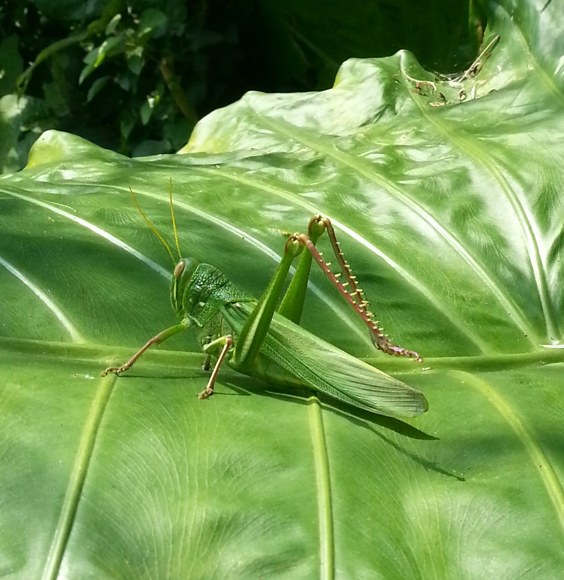 看見台灣最大的蝗蟲，俗稱「草螟公」