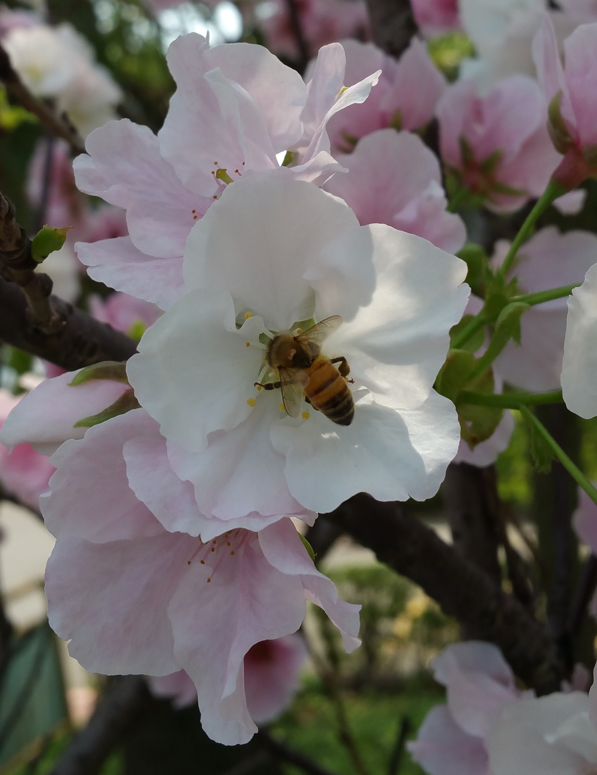 春天是賞櫻的季節