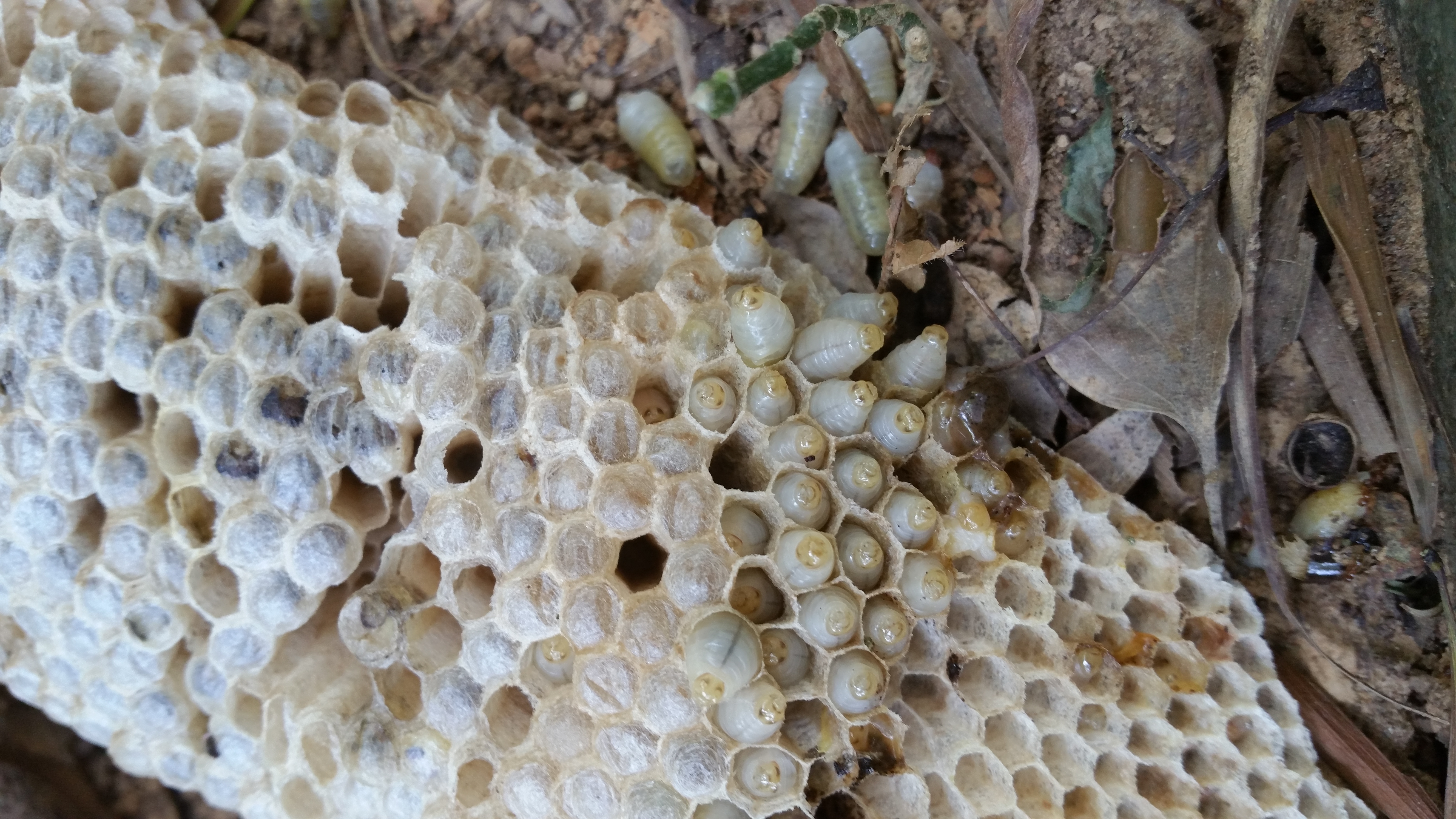 小徑上驚見破碎的蜂巢與蠕動中的蜂蛹