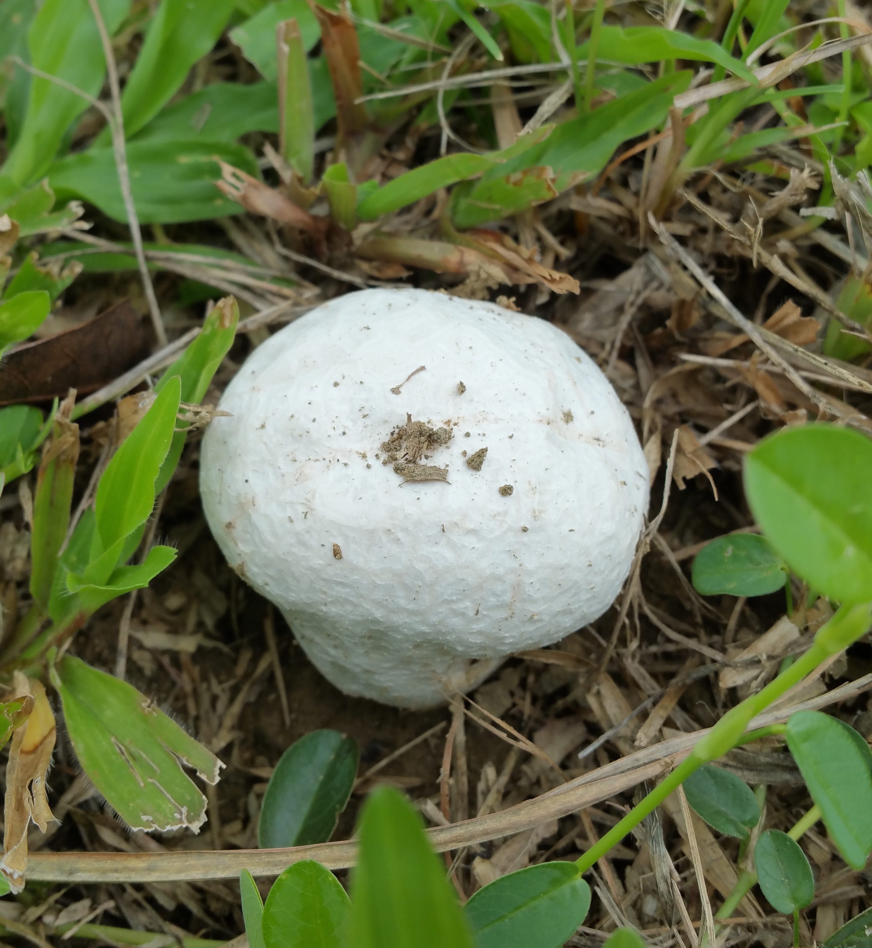 碩大的馬勃菌菇