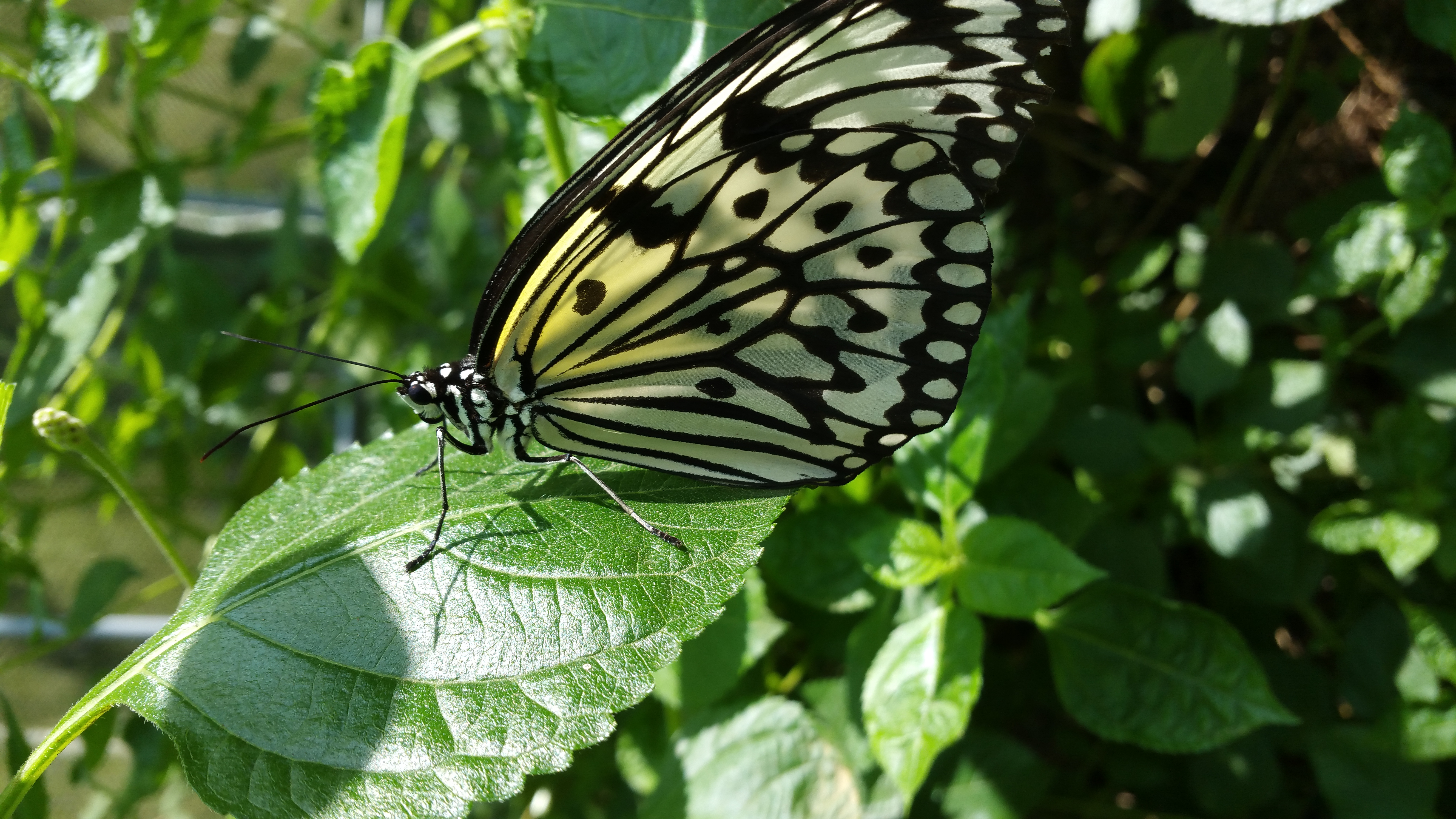 飛牛牧場蝴蝶園裡的大白斑蝶