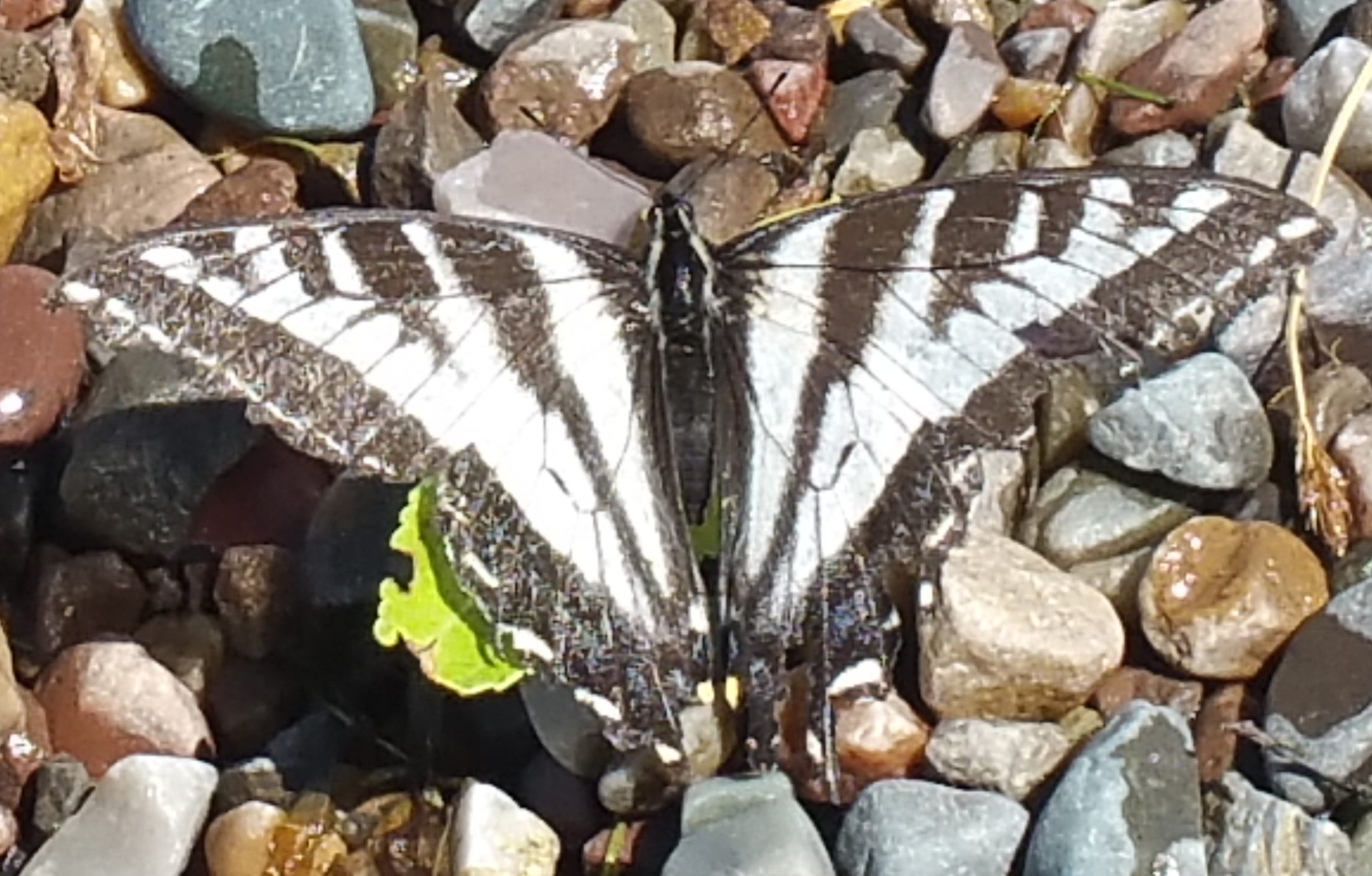 大提頓國家公園的西部虎鳳蝶