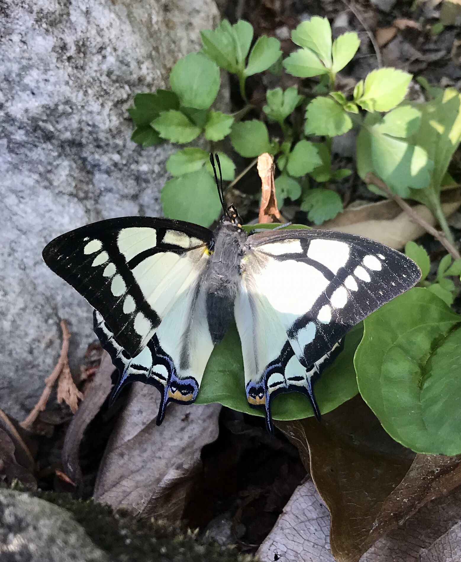 姬雙尾蝶在八仙山國家公園