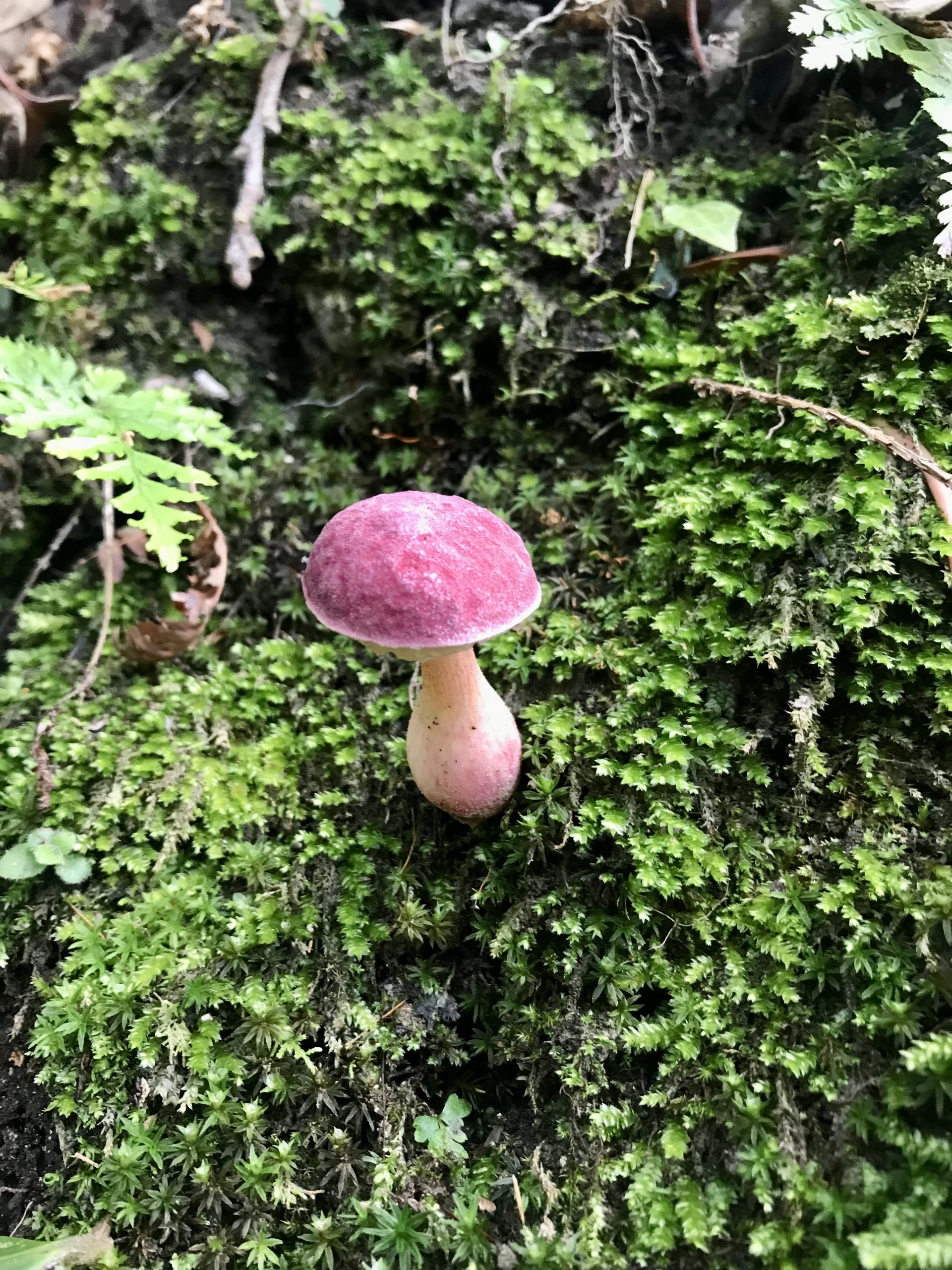 粉紅色小菌菇
