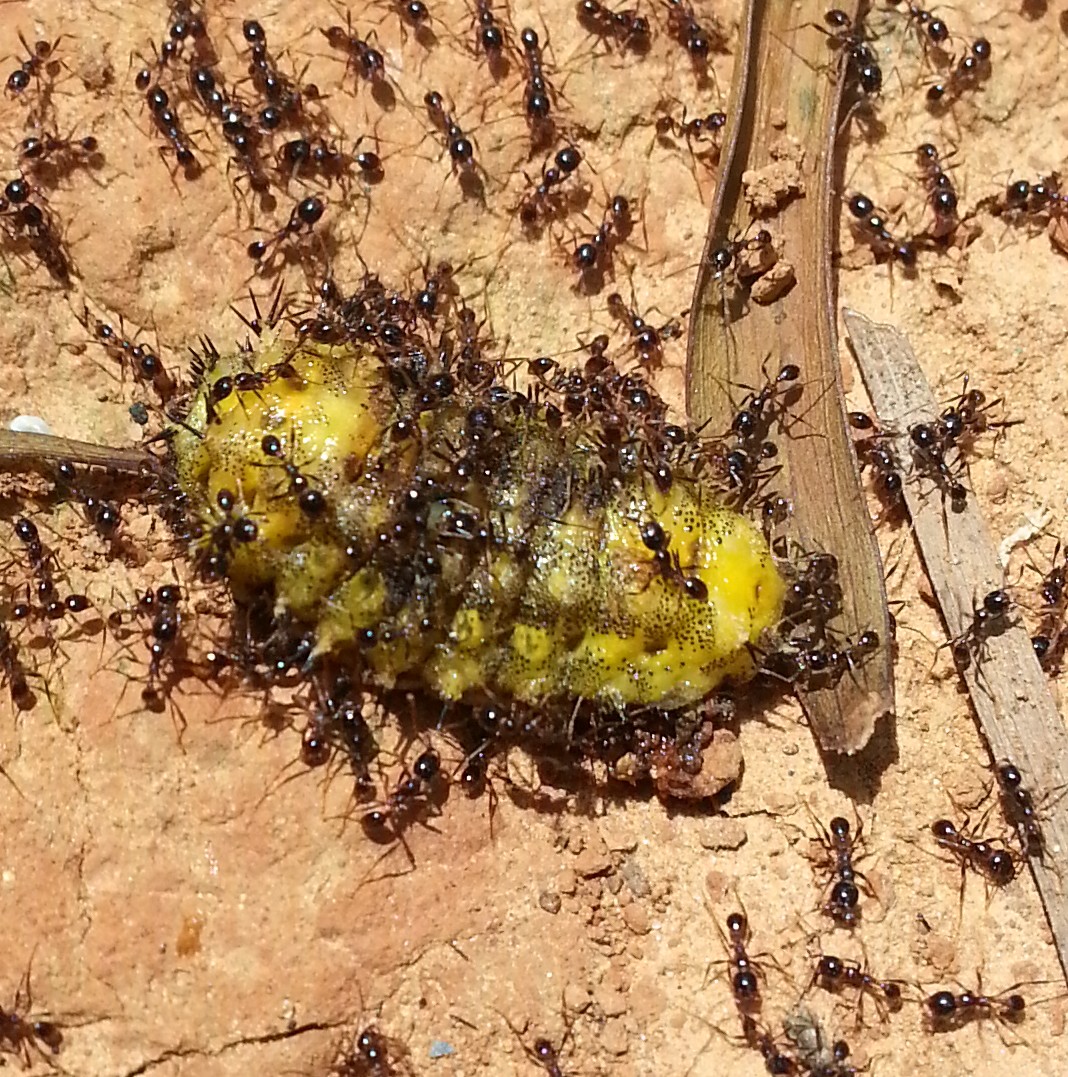 小小世界真奇怪，螞蟻搬運黃色毛毛蟲?